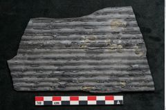 Foto (Detailansicht) von Sigillaria elongata Brongniart (NHMW-GEO-2024-0188-11058)